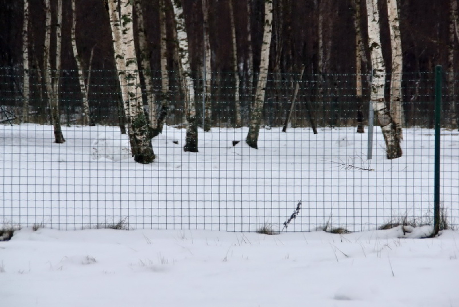 Gelast gaashek 1,0 m